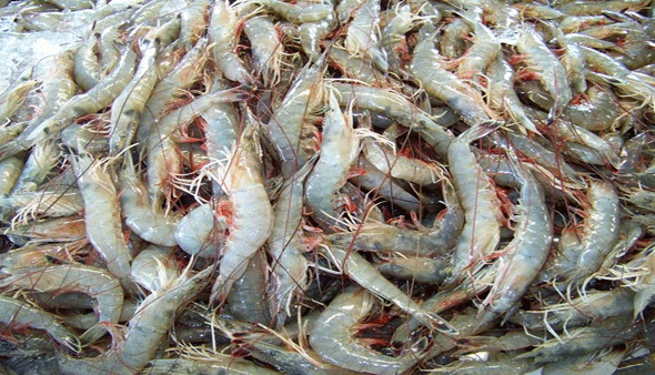 New Shrimp Farm in Oman