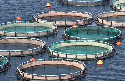 18 aquaculture projects worth RO1bn approved in 2020