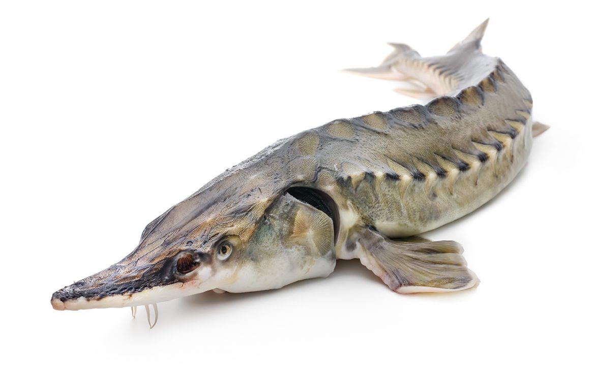 RUSSIAN AQUACULTURE OF STURGEON FISHES IN MODERN CONDITIONS
