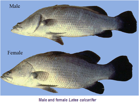 Polyculture of European seabass and Nile tilapia in the recirculating aquaculture system with brackish water: Effects on the growth performance, feed utilization, and health status